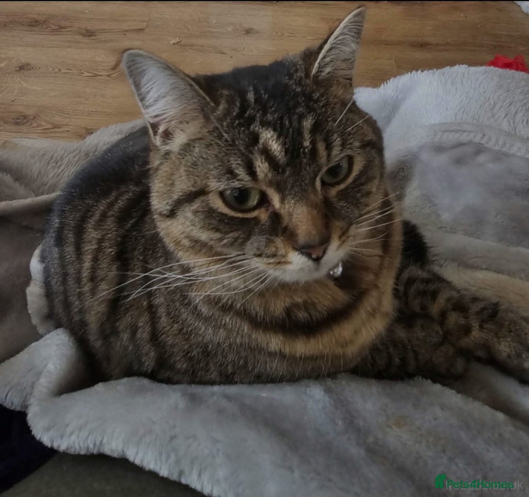 Domestic Shorthair cats for sale: Female Grey Tabby Needs Only Pet Home - Advert 3