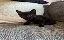 Mixed Breed cats for sale: Kittens ready for new home now  - Image 19