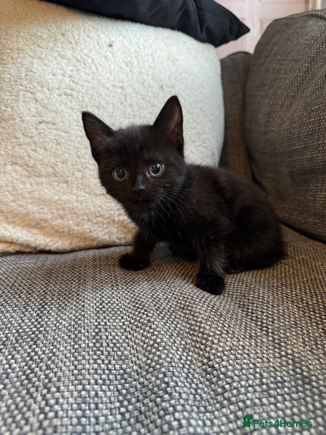 Mixed Breed cats for sale: Kittens ready for new home now  - Image 19