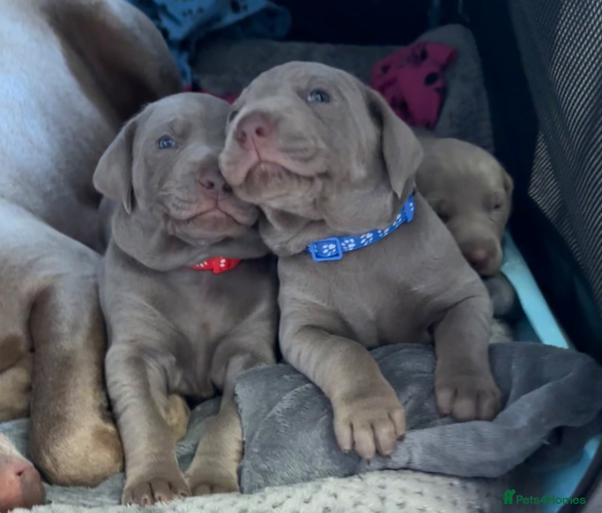Mixed Breed dogs WEIM X DOBERMAN CHAMPION BLOODLINE PUPS - Advert 3