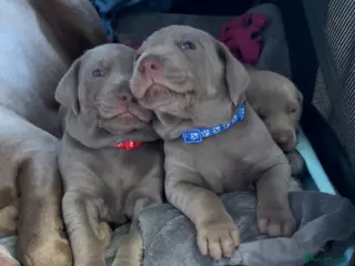 Mixed Breed dogs WEIM X DOBERMAN CHAMPION BLOODLINE PUPS - Advert 3