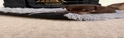 Chihuahua dogs for sale: Beautiful Purebred Chihuahua Puppies  - Advert 9