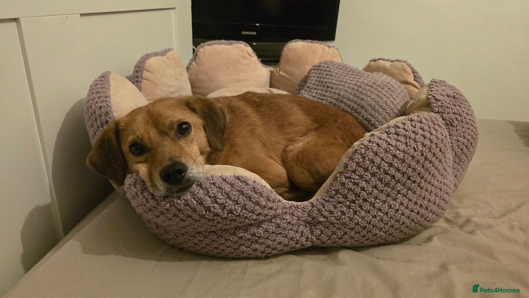 Mixed Breed dogs for adoption: Michael for adoption!  - Advert 5