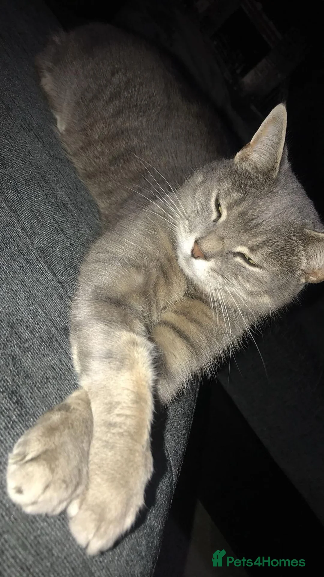 Mixed Breed cats for sale: Pebbles  - Advert 1