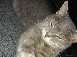 Mixed Breed cats Pebbles - Advert 1