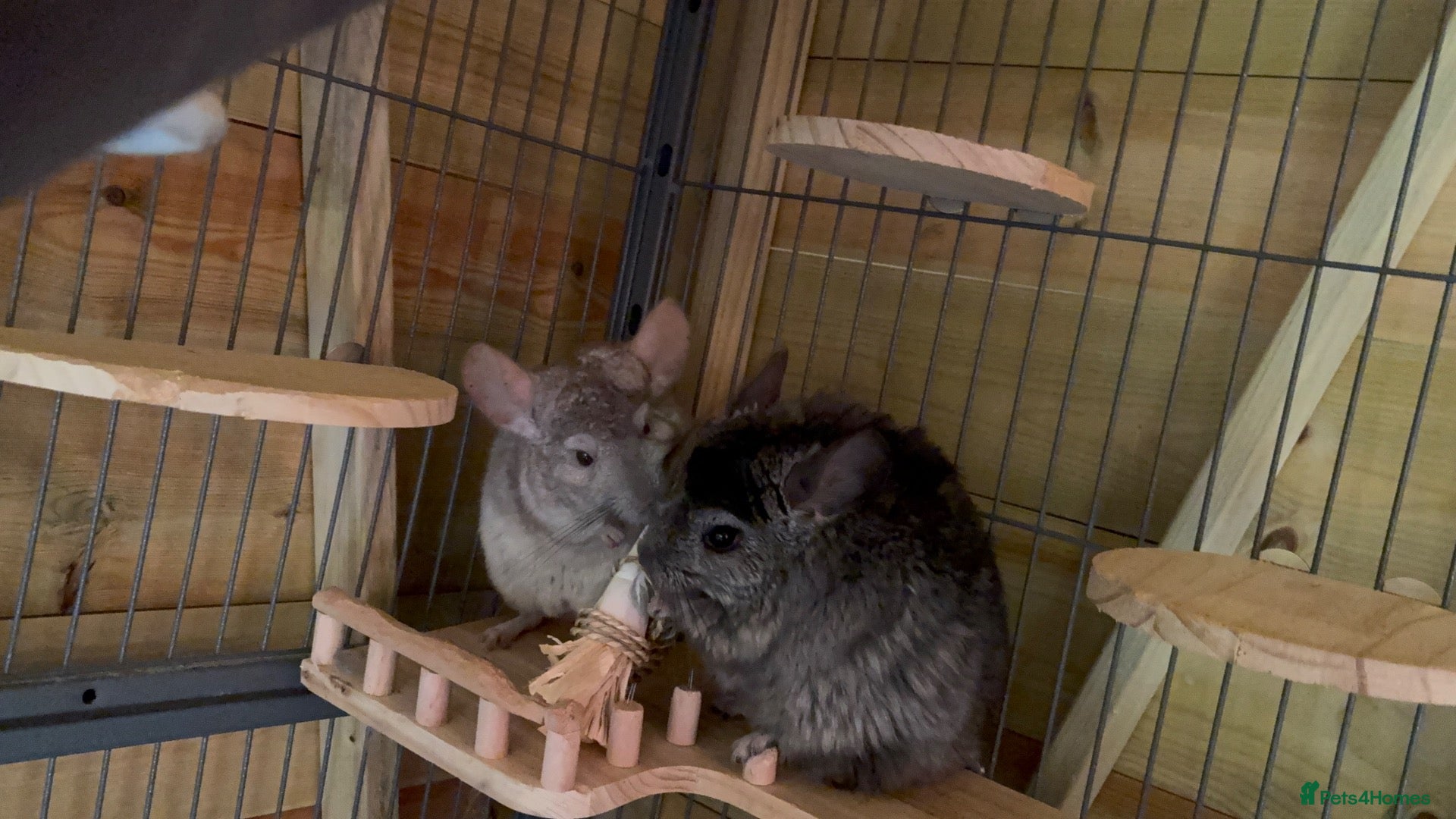 Chinchilla rodents Two chinchillas in need of loving home  - Advert 2