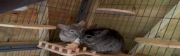 Chinchilla rodents for sale: Two chinchillas in need of loving home  in Forest Row - Advert 1