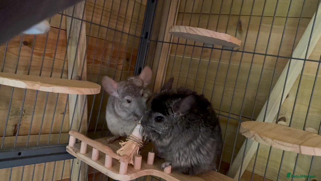 Chinchilla rodents for sale: Two chinchillas in need of loving home  in Forest Row - Advert 1