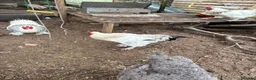 Mixed Breed poultry for sale: 5 males  in Taunton - Advert 5