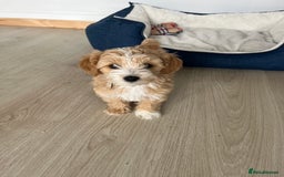 Maltipoo dogs for stud: Small Maltipoo Stud  - Image 8