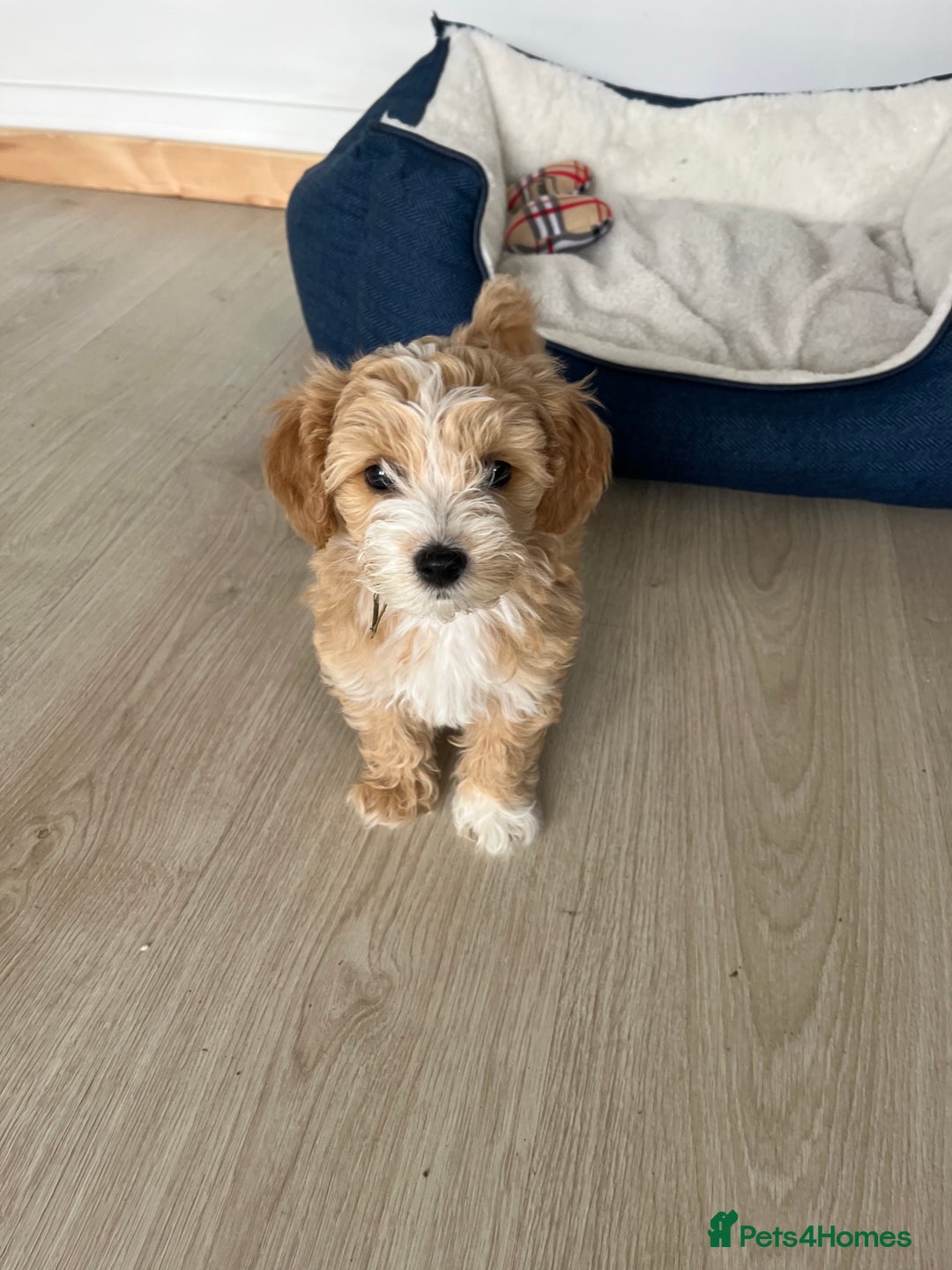 Maltipoo dogs for stud: Small Maltipoo Stud  - Image 8