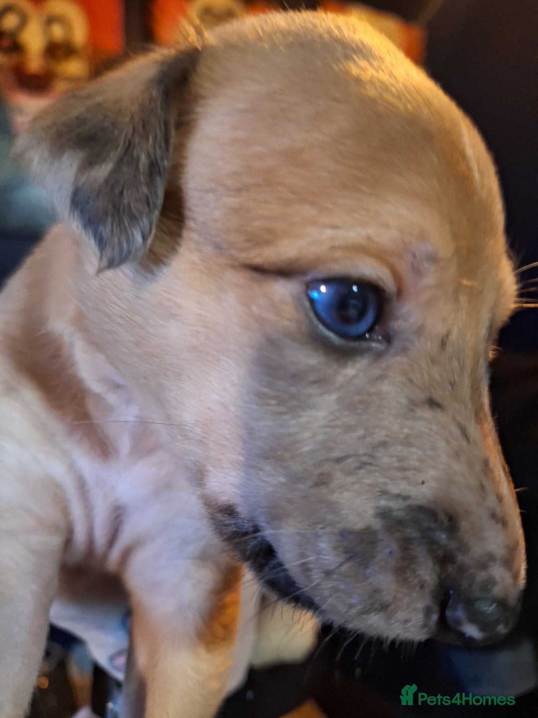 Lurcher dogs for sale: Really Now saluki Lurcher  - Advert 40