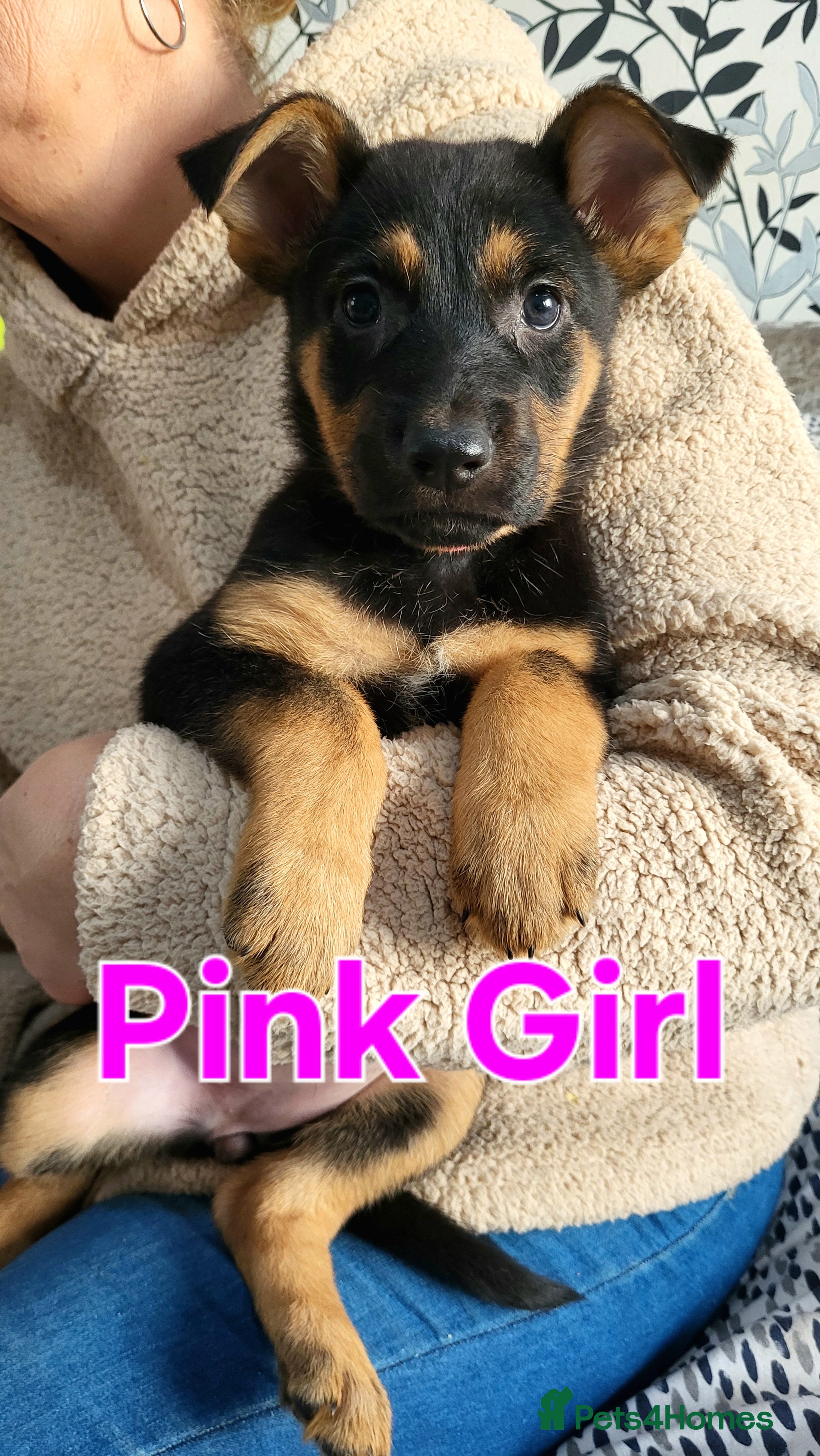 German Shepherd dogs German Shepherd Puppies - Advert 16