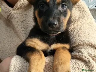 German Shepherd dogs German Shepherd Puppies - Advert 16