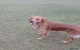 Golden Retriever dogs for stud: Golden Retriver Red/Dark Stud Dog - Image 8