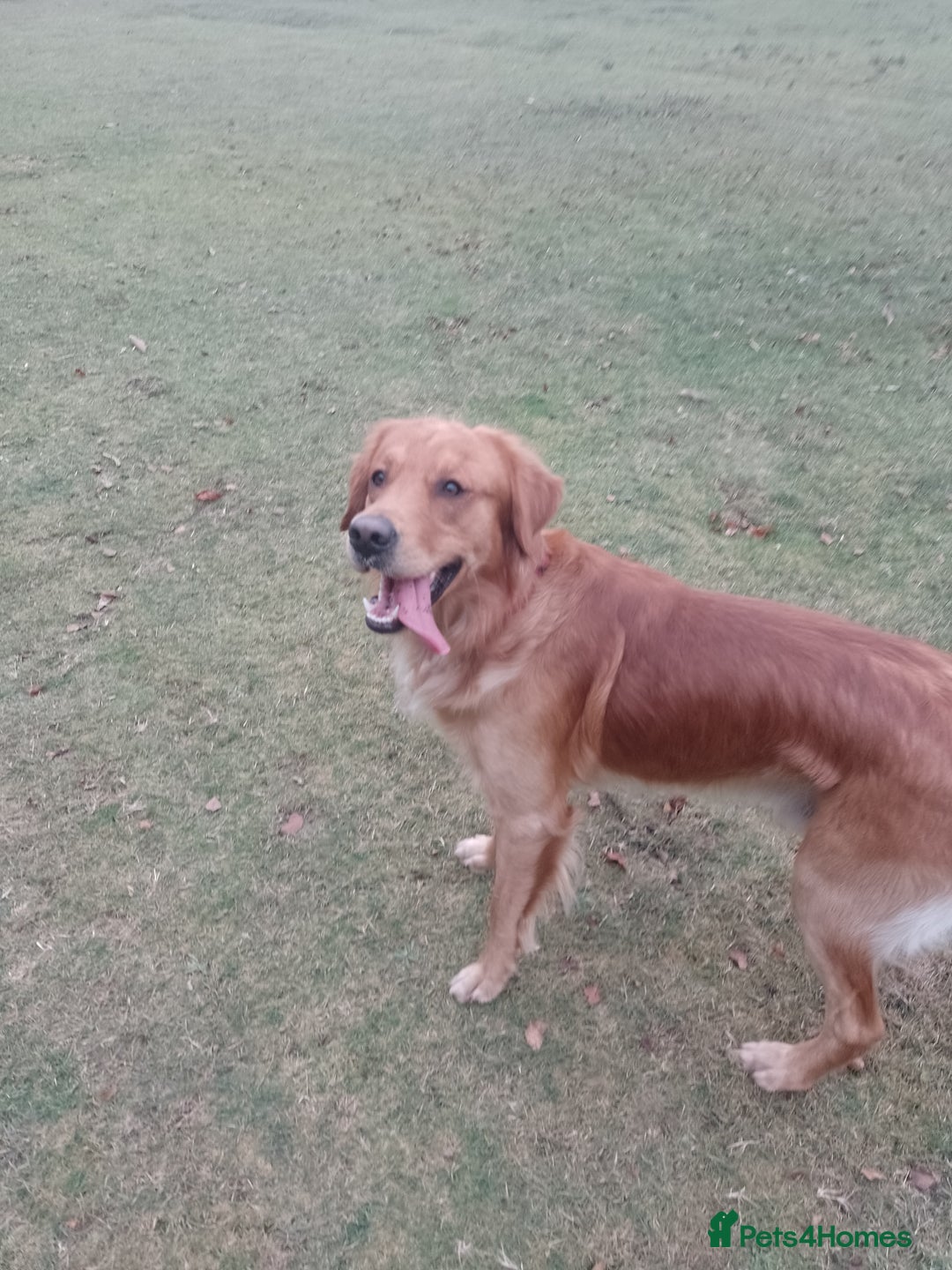 Golden Retriever dogs for stud: Golden Retriver Red/Dark Stud Dog - Image 8