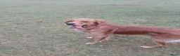 Golden Retriever dogs for stud: Golden Retriver Red/Dark Stud Dog in Southampton - Advert 8
