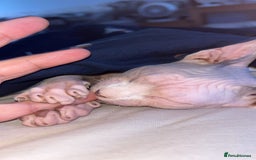 Sphynx cats for sale: Female Sphynx for Rehoming - Image 1