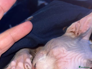 Sphynx cats - Advert 1