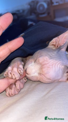 Sphynx cats - Advert 1