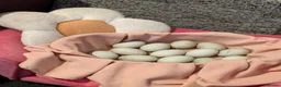 Ducks poultry for sale: Fertile Runner Duck Hatching eggs - Advert 1