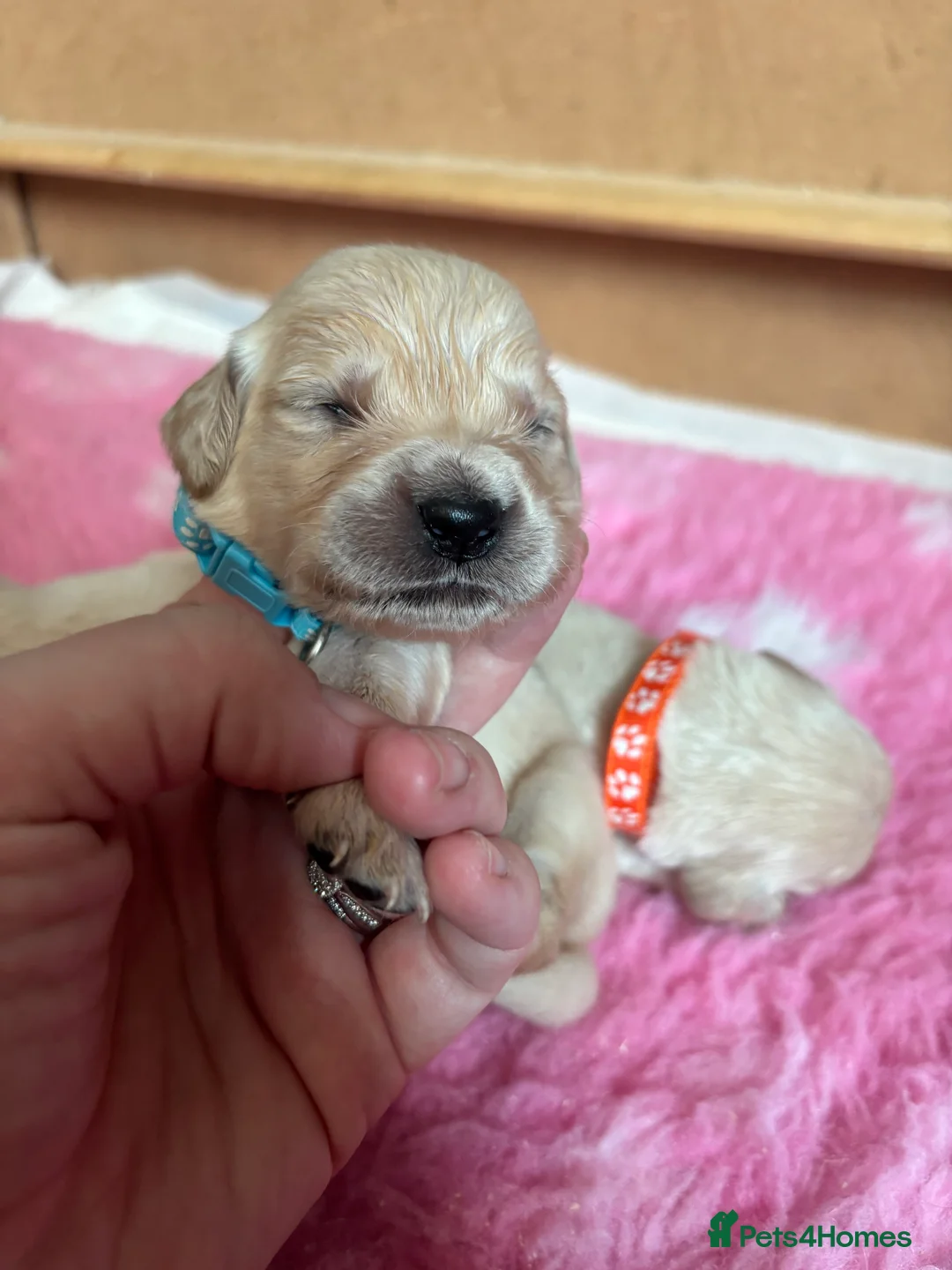 Golden Retriever dogs for sale: Beautiful Kc registered Golden Retriever puppies  - Advert 13