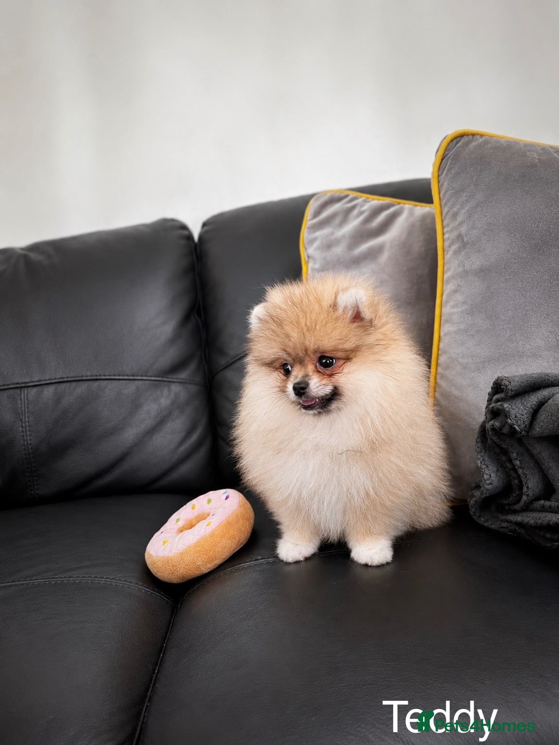 Pomeranian dogs Pure Teddy🐻Tiny🐾Outstanding 🏆 - Advert 2