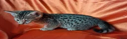 Savannah cats for sale: Super spotty Savannah kittens - Advert 5