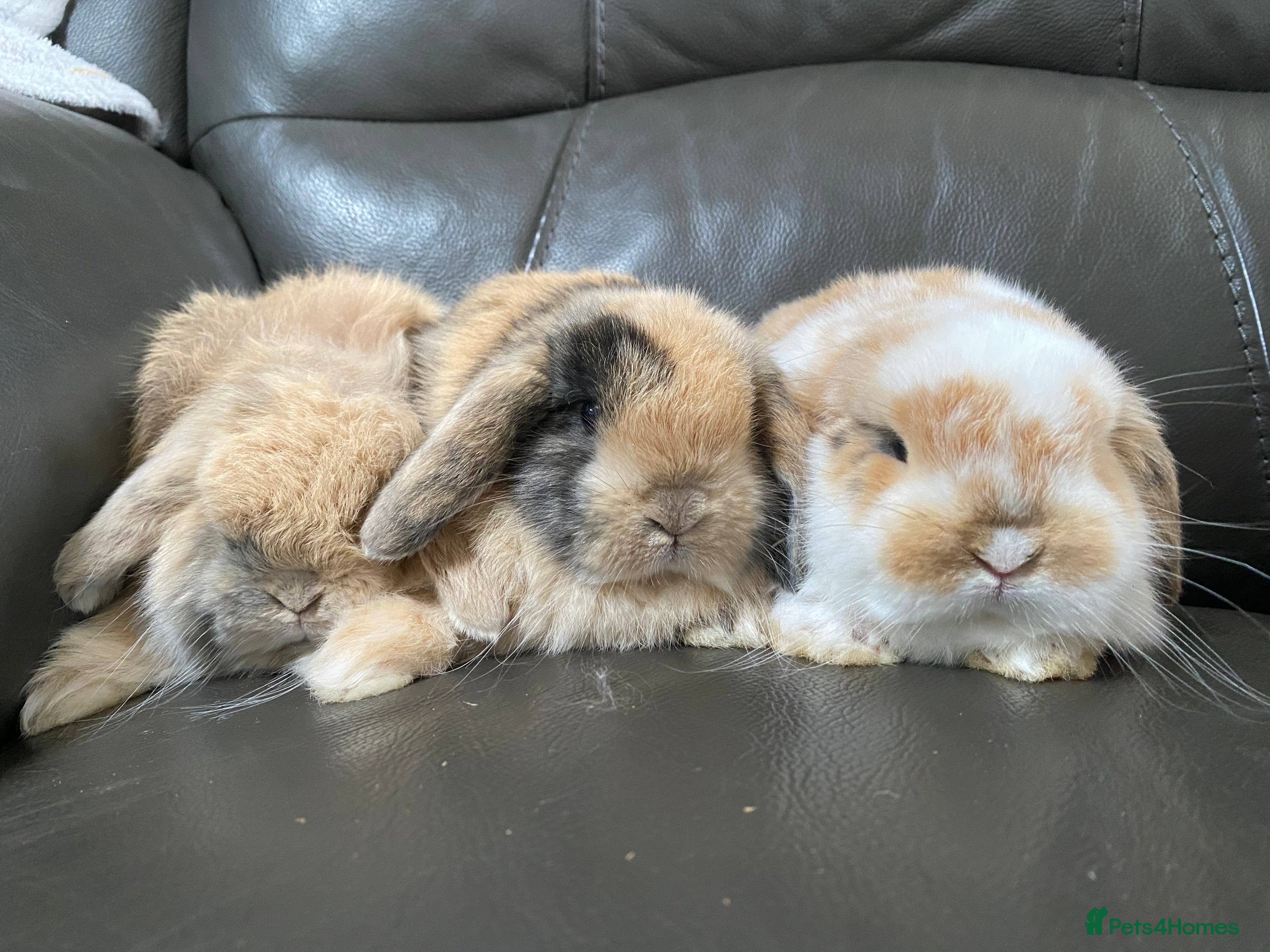 Mini Lop rabbits Mini lop litter. Harlequins  - Advert 9