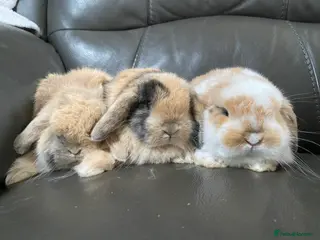 Mini Lop rabbits Mini lop litter. Harlequins - Advert 9