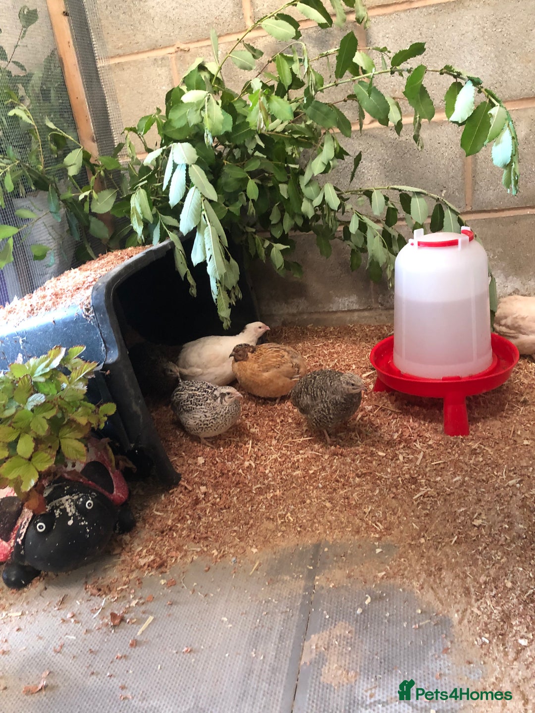 Quail poultry for sale: Jumbo & Celadon (blue egg) Coturnix Quail & eggs - Image 19