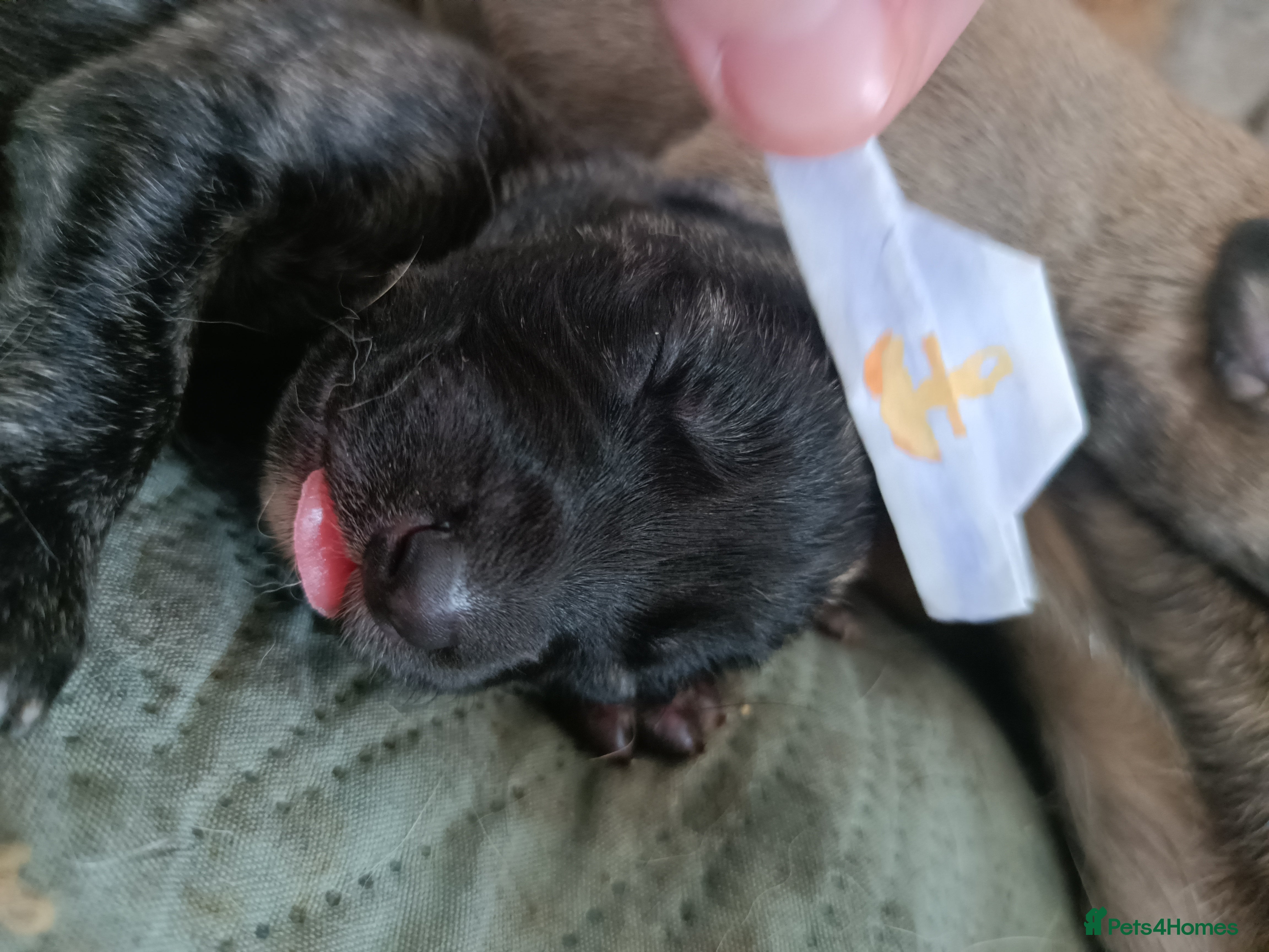 Lurcher dogs for sale: 10 Outstanding Lurcher Puppies in Conwy - Advert 8