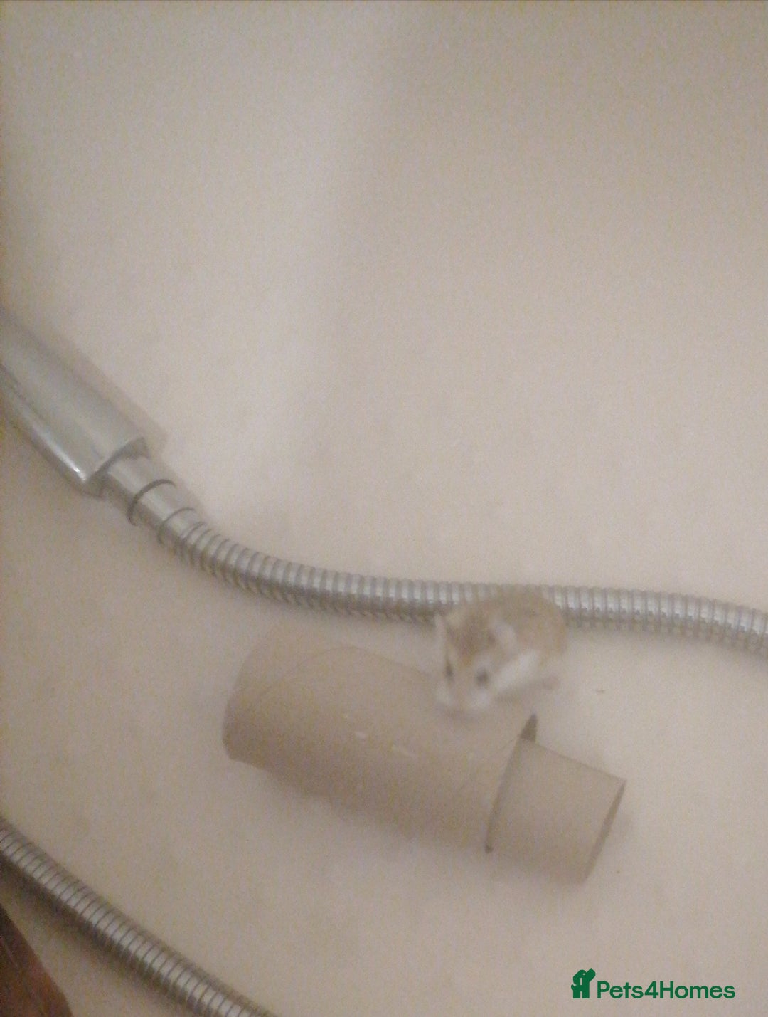 Hamster rodents for sale: Two cute robrovski female litter dwarf hamsters  - Advert 3