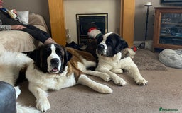 Saint Bernard dogs for sale: Gorgeous Saint Bernard puppies looking for homes - Image 22