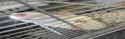Rat rodents for sale: 2 male rats and cage in Gillingham - Advert 7