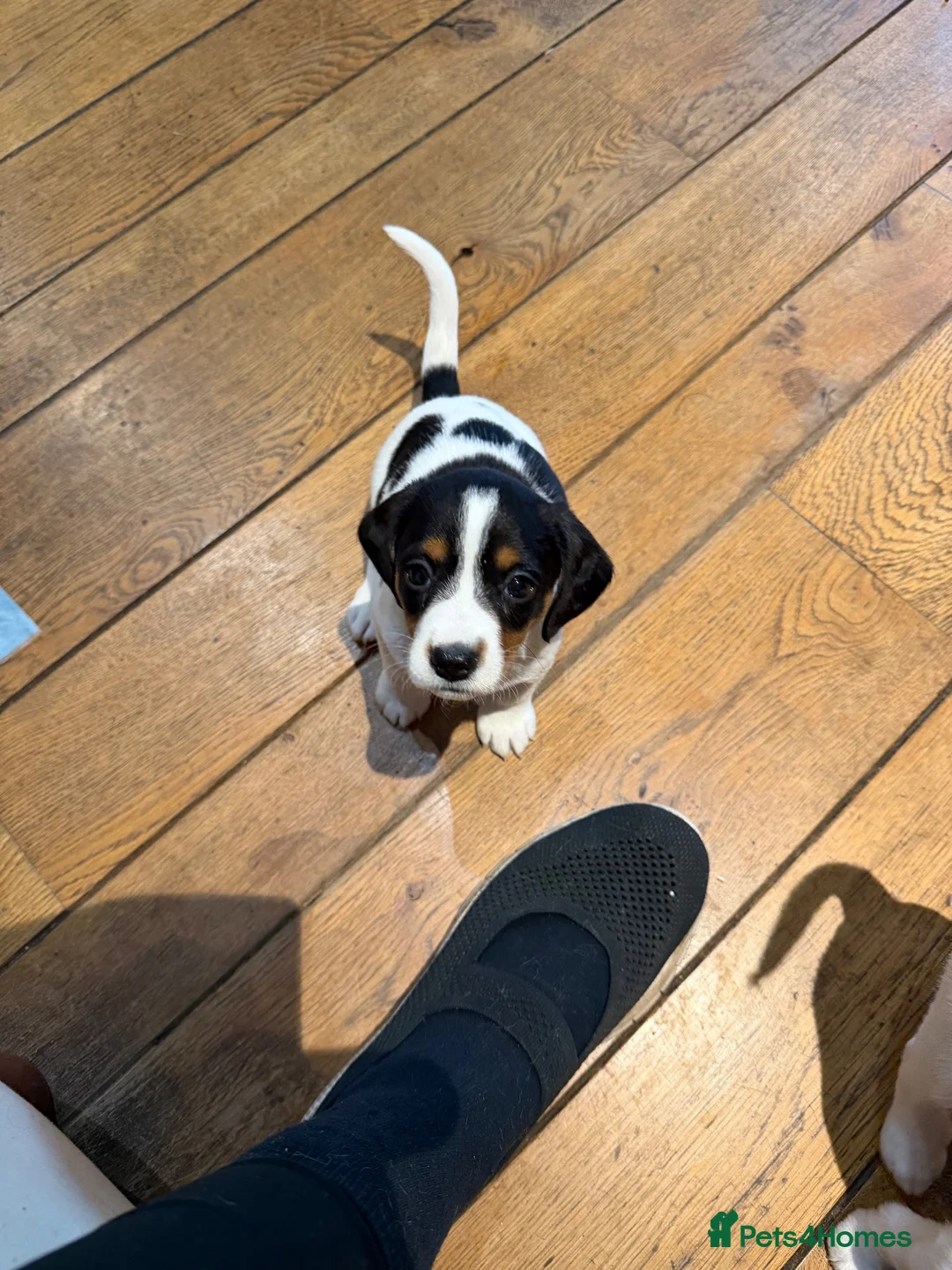 Mixed Breed dogs for sale: Jack Russell cross Clumber Spaniel  in Yelverton - Advert 6