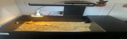 Tortoise reptiles for sale: 2025 Horsefield tortoise with full set up for sale - Advert 2