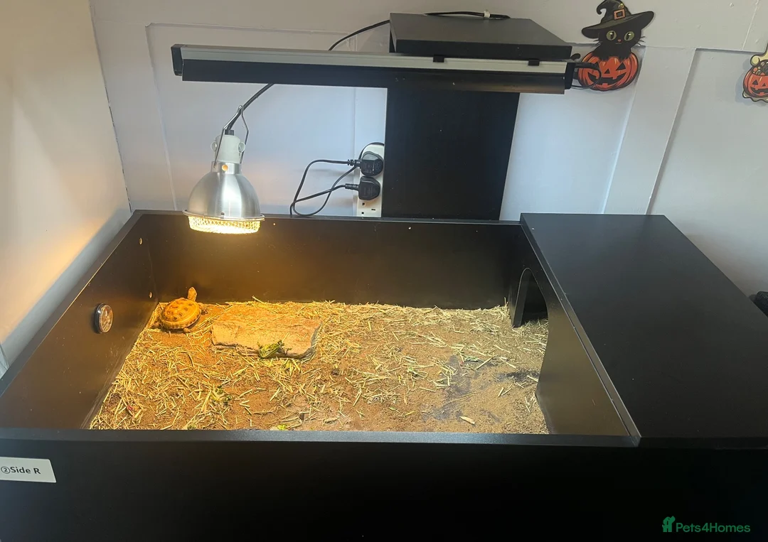 Tortoise reptiles for sale: 2025 Horsefield tortoise with full set up for sale - Advert 2
