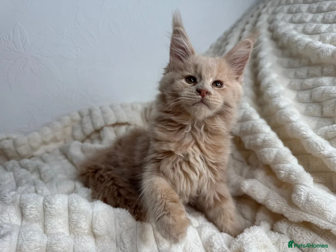 Maine Coon cats for sale: MaineCoon, Beautiful Kittens available  - Advert 1