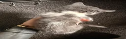 British Shorthair cats for sale: *** Beautiful Kittens*** - Advert 3