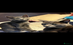Oriental cats for sale: 5 STUNNING RAGAMESE KITTENS - Image 24