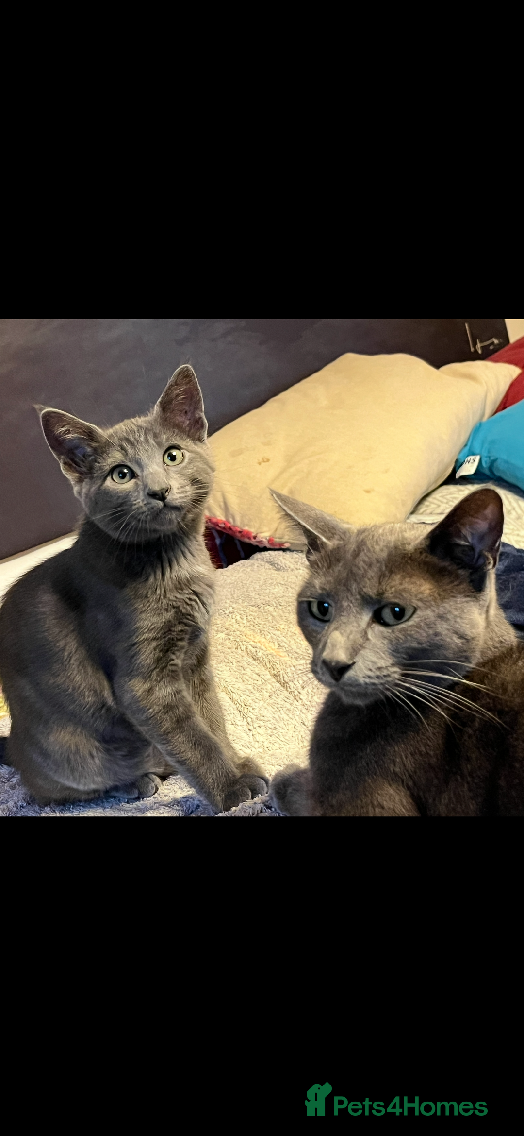 Oriental cats for sale: 5 STUNNING RAGAMESE KITTENS - Image 24