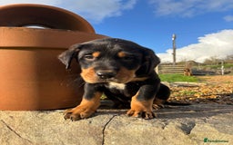 Huntaway dogs for sale: CHUNKY HUNTAWAY PUPPIES FOR SALE  - Image 6