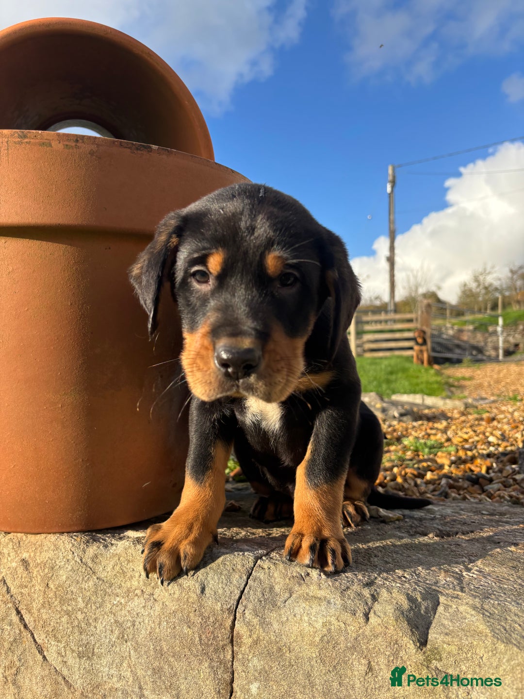 Huntaway dogs for sale: CHUNKY HUNTAWAY PUPPIES FOR SALE  - Image 6