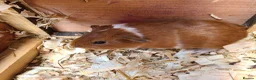 Guinea Pig rodents for sale: Guinea Pigs - Advert 2