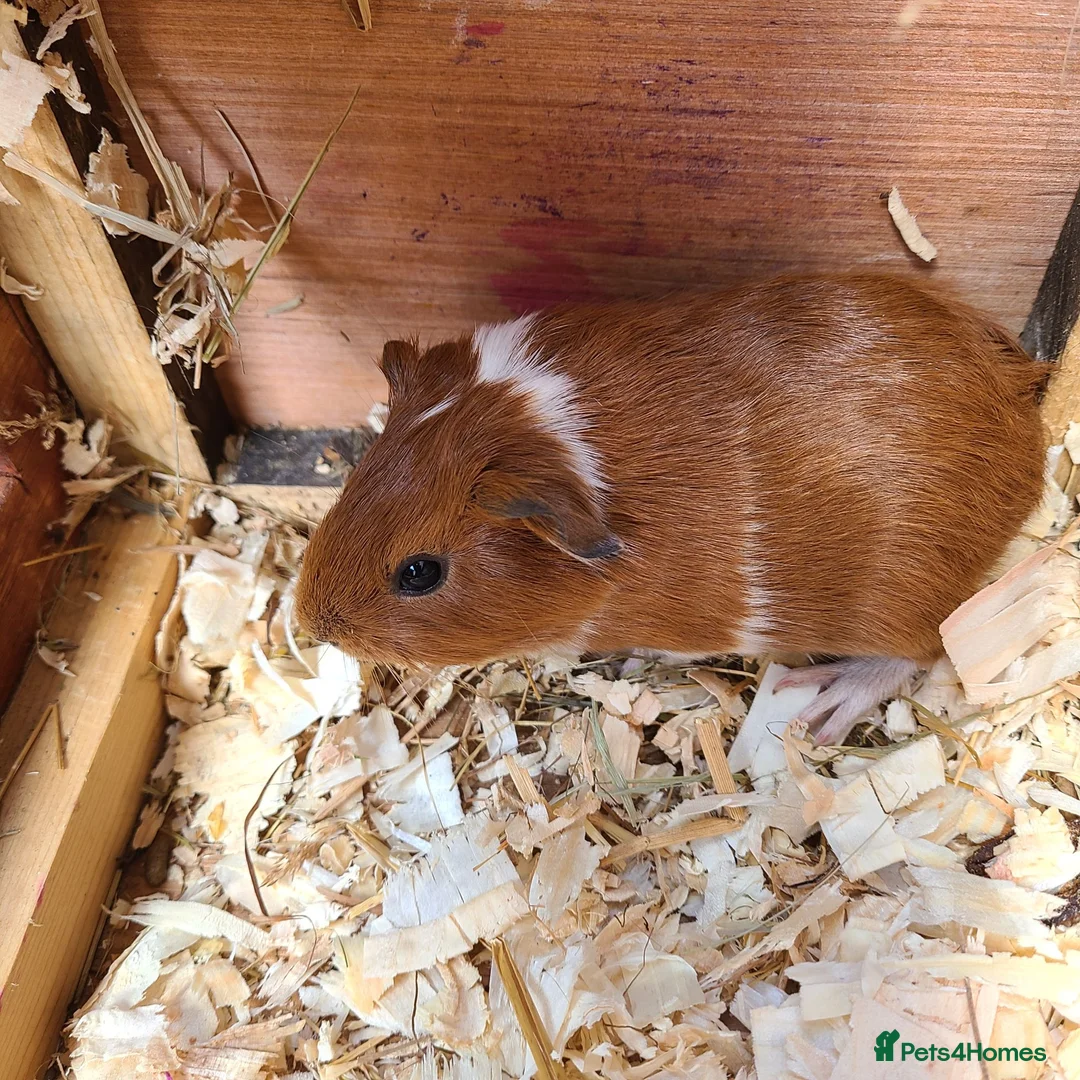 Guinea Pig rodents for sale: Guinea Pigs - Advert 2