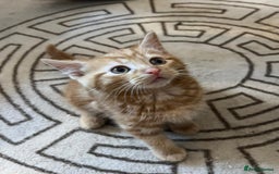 Domestic Shorthair cats for sale: Beautiful litter of 5 kittens  - Image 10