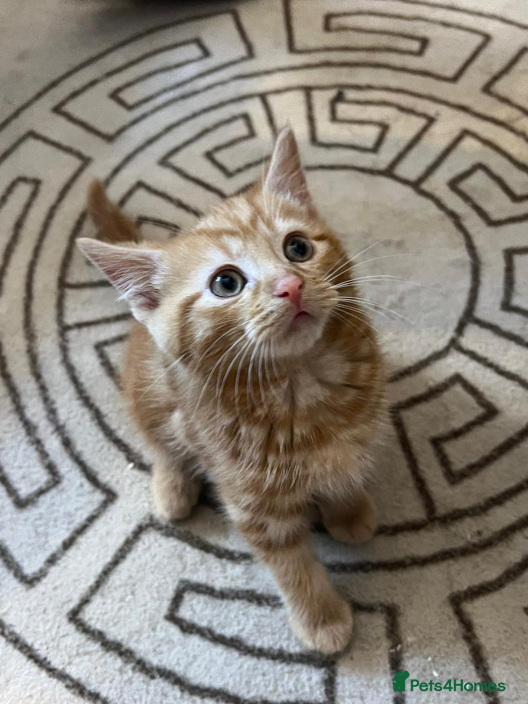 Domestic Shorthair cats for sale: Beautiful litter of 5 kittens  - Image 10