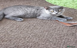 British Shorthair cats for sale: British shorthair and longhair  - Image 5