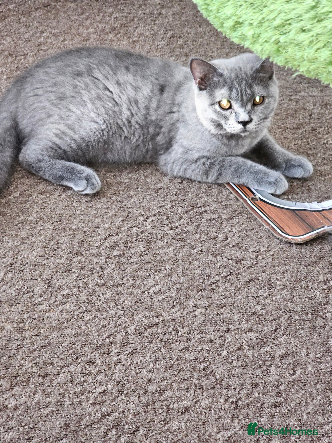 British Shorthair cats for sale: British shorthair and longhair  - Image 5